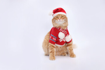 Ginger cat wearing Santa hat and festive red sweater with snowflake pattern. Sitting against plain white background. Holiday theme, Christmas pet portrait, cute animal costume, winter celebration
