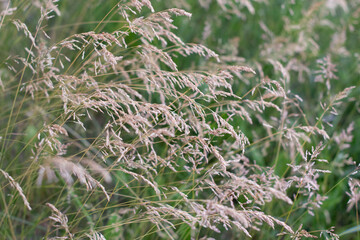 Natural background with green grass, green meadow, Summer landscape, selective focus. Smooth meadow-grass (Poa pratensis) seedheads. Blurred background