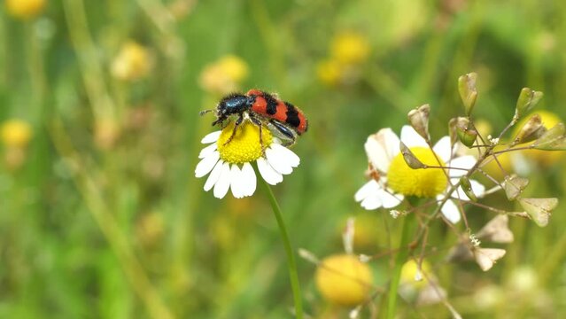 Bee beetle, Trichodes apiaries L.
The larvae feed on bee bread, bee larvae and dead bees. They can be carriers of fungal diseases.
