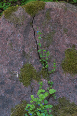 Obraz premium blue flower and moss bloom in a stone crevice
