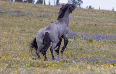 Wild Horse Stallions Fighting in Summer in the Pryor Mountains Montana