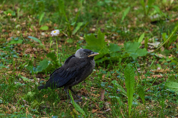 young bird child, crow child, confused walking on the grass