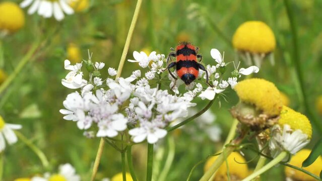 Bee beetle, Trichodes apiaries L.
The larvae feed on bee bread, bee larvae and dead bees. They can be carriers of fungal diseases.
