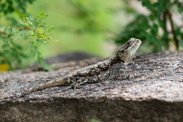 Agame, Lézard, Afrique du Sud