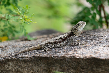 Agame, Lézard, Afrique du Sud