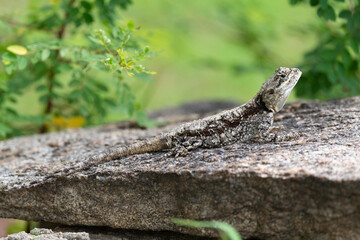 Agame, Lézard, Afrique du Sud