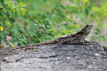Agame, Lézard, Afrique du Sud