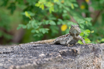 Agame, Lézard, Afrique du Sud