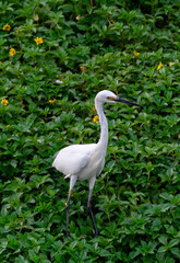 A white Javan egret crane bird is standing on a rock with green plants wildlife in the background