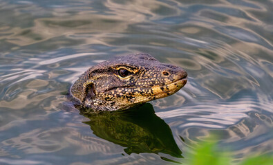 close-up wild monitor lizard with a head and tongue is floating swimming in the lake
