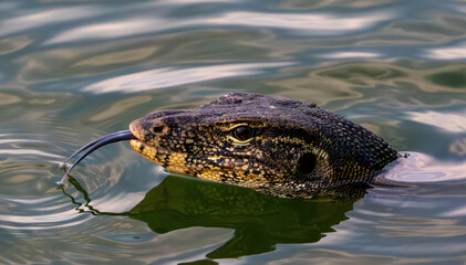 close-up wild monitor lizard with a head and tongue is floating swimming in the lake