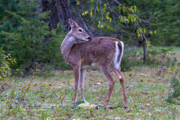 Deer in the woods in the early morning