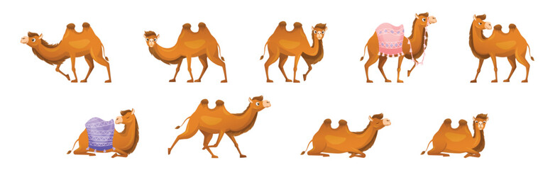 Brown Camel as Even-toed Ungulate Desert Animal in Different Pose Vector Set