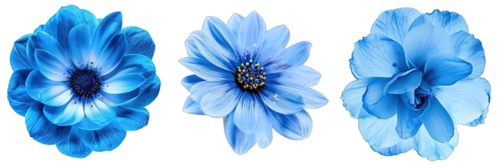 3 surreal exotic high quality blue flowers macro isolated on transparent background. 