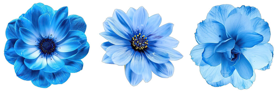 3 surreal exotic high quality blue flowers macro isolated on transparent background. 