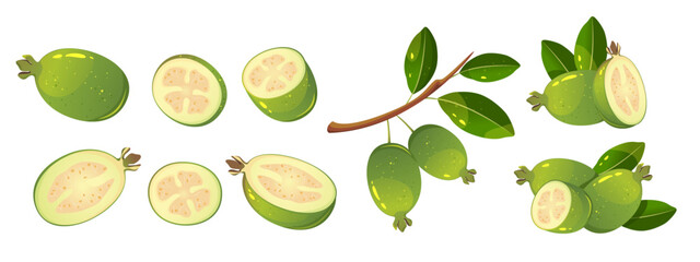 Set of feijoa fruits. Green, tropical feijoa fruits cut in half, slices, branch with feijoa. Vector illustration.