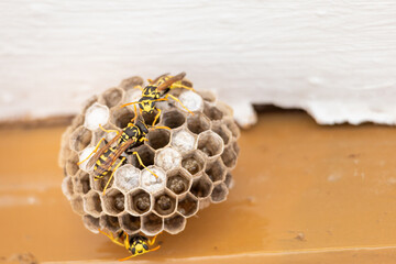 Nido de avispa papelera (Polistes dominula)