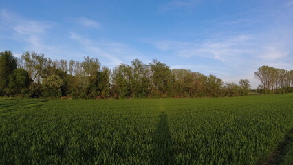 Plants, flower fields and animals in Hesse 