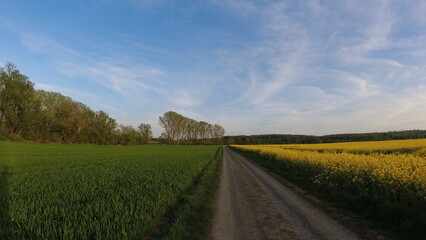 Plants, flower fields and animals in Hesse 