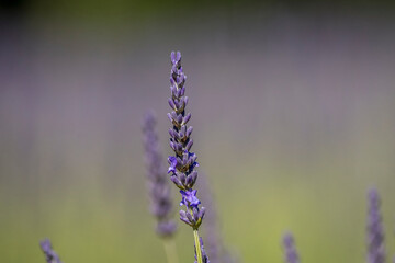 Sprig of lavender in bloom in a field in Provence, France