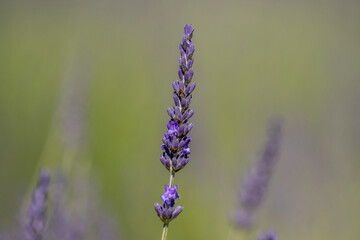 Sprig of lavender in bloom in a field in Provence, France