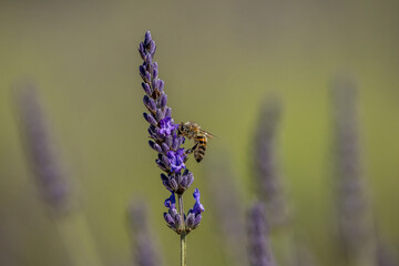 A sprig of lavender in bloom, gathered by a bee, Provence