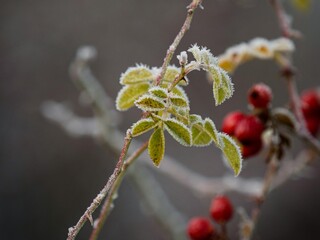 Closeup of red rosehip berries on frozen twig branch coated with white ice crystals, cold winter nature in New Zealand