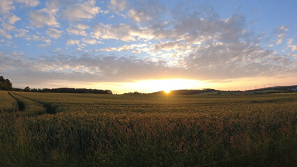 Obraz premium Plants, flower fields and animals in Hesse 