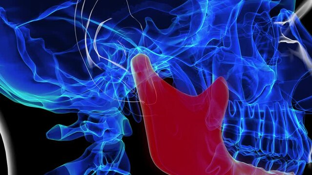 Human skeleton skull mandible bone anatomy for medical concept 3D rendering