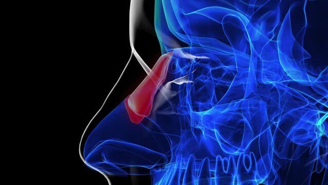 Human skeleton nasal bone anatomy 3D rendering