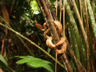 annulated tree boa