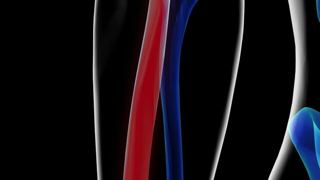 Human skeleton anatomy radius bone 3D rendering for medical concept