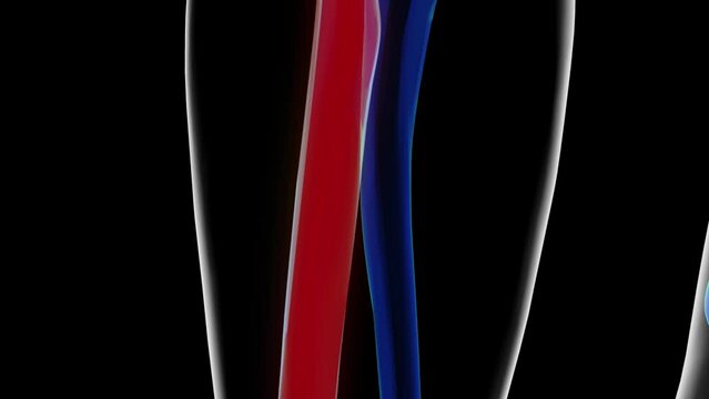 Human skeleton anatomy radius bone 3D rendering for medical concept