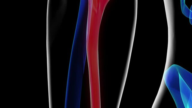 Human skeleton ulna bone anatomy for medical concept 3D rendering