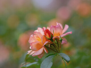 Schöne feine zarte Rosenblüten, softer Hintergrund