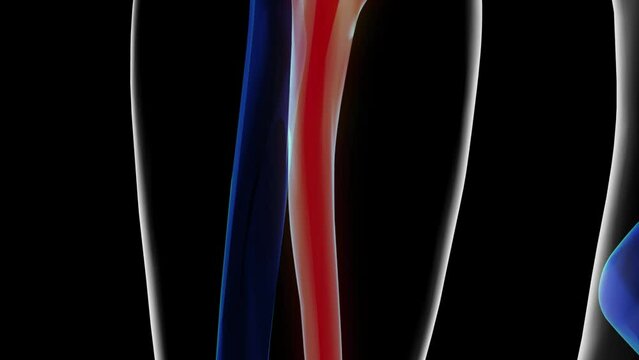 Human skeleton ulna bone anatomy for medical concept 3D rendering