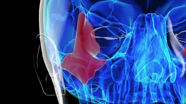 Human skeleton skull zygomatic bone anatomy for medical concept 3D rendering