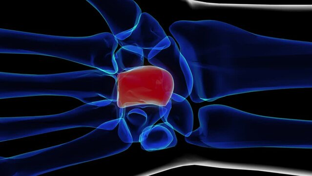 Human skeleton capitate bone anatomy 3D rendering