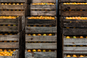 Crates of fresh oranges