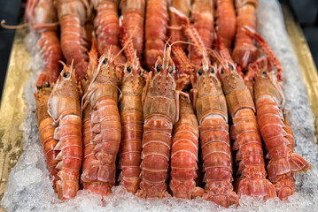 Fresh langoustine or scampi