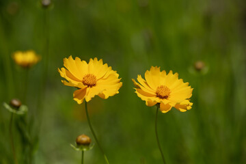 Coreopsis lanceolata　Yellow flowers swaying in the wind