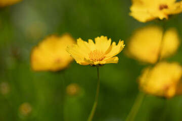 Coreopsis lanceolata　Yellow flowers swaying in the wind