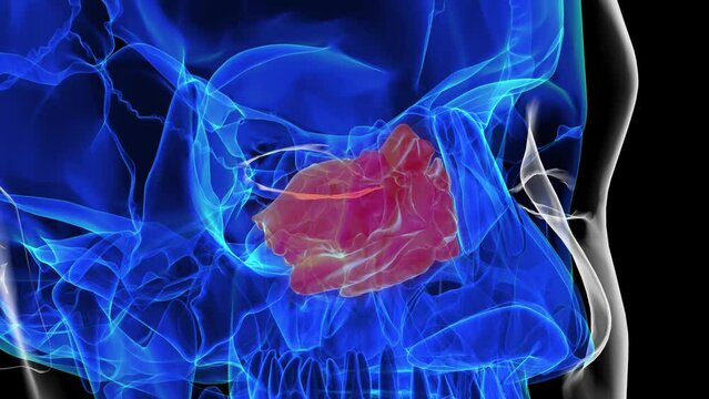 Human skeleton ethmoid bone anatomy for medical concept 3D rendering