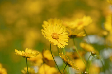 オオキンケイギク（大金鶏菊）　日本で栽培が禁止されている外来種です