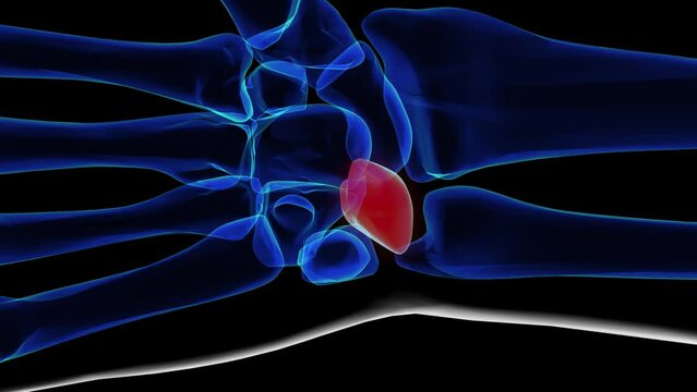 Human skeleton lunate bone anatomy 3D rendering