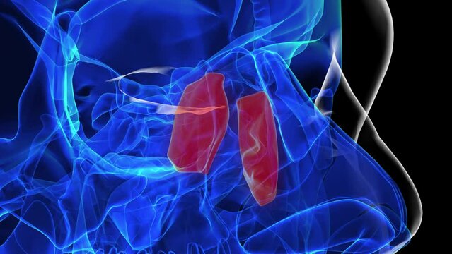 Human skeleton lacrimal bone anatomy 3D rendering
