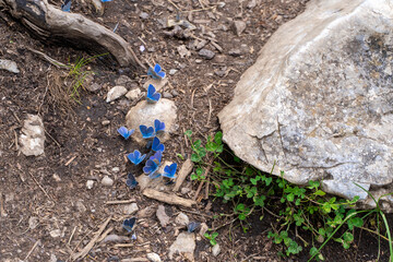 Obraz premium blue butterflies