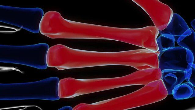 Human skeleton hand matacarapls bone anatomy for medical concept 3D rendering