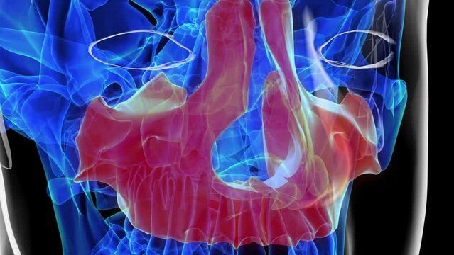 Human skeleton skull maxilla bone anatomy for medical concept 3D rendering