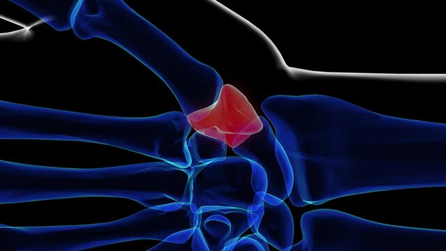 Human skeleton trapezium bone anatomy 3D rendering